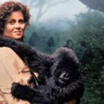 Gorillas In The Mist