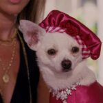 Beverly Hills Chihuahua