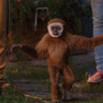 Monky