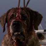 Cujo