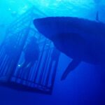 47 Meters Down