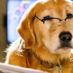 Cats & Dogs 3: Paws Unite